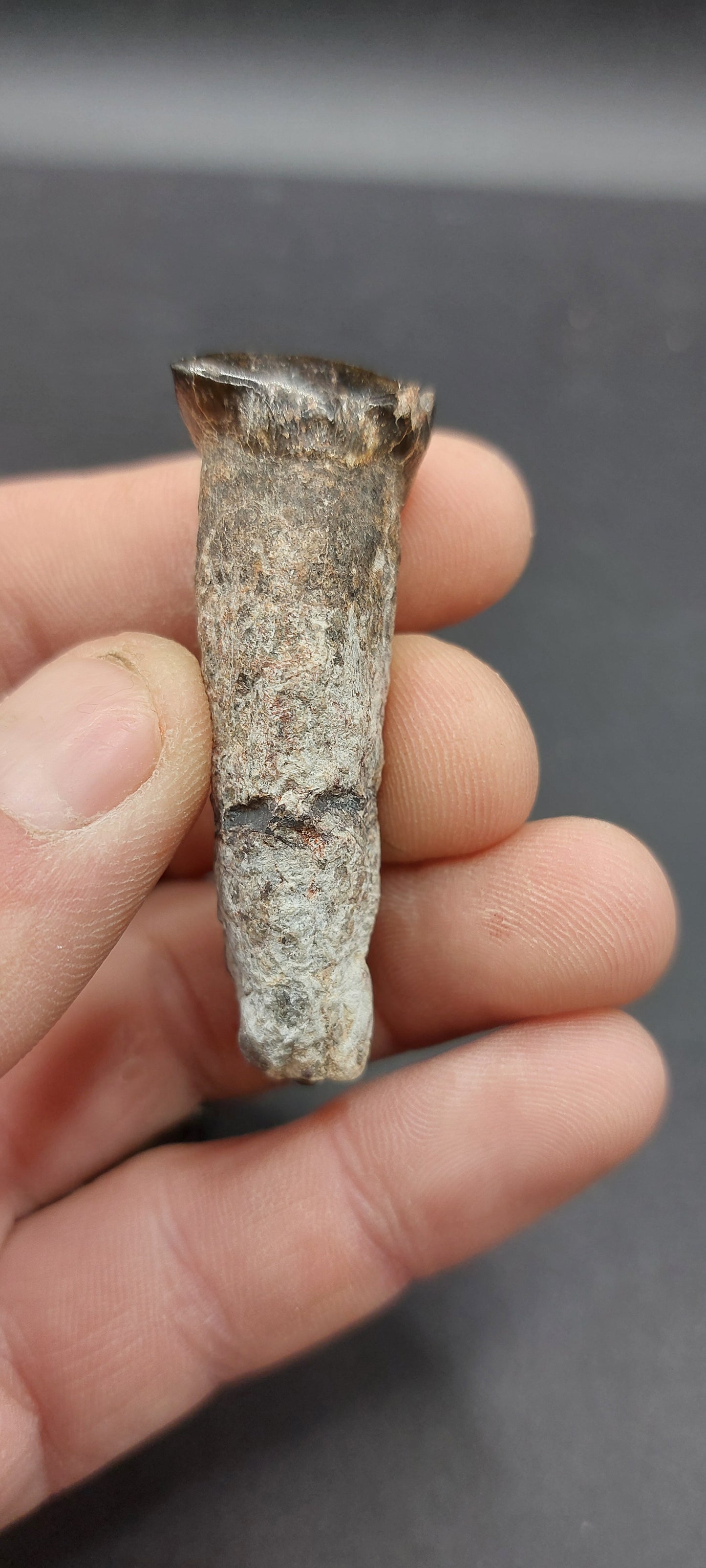 Coryphodon sp. Tooth-Wyoming 05