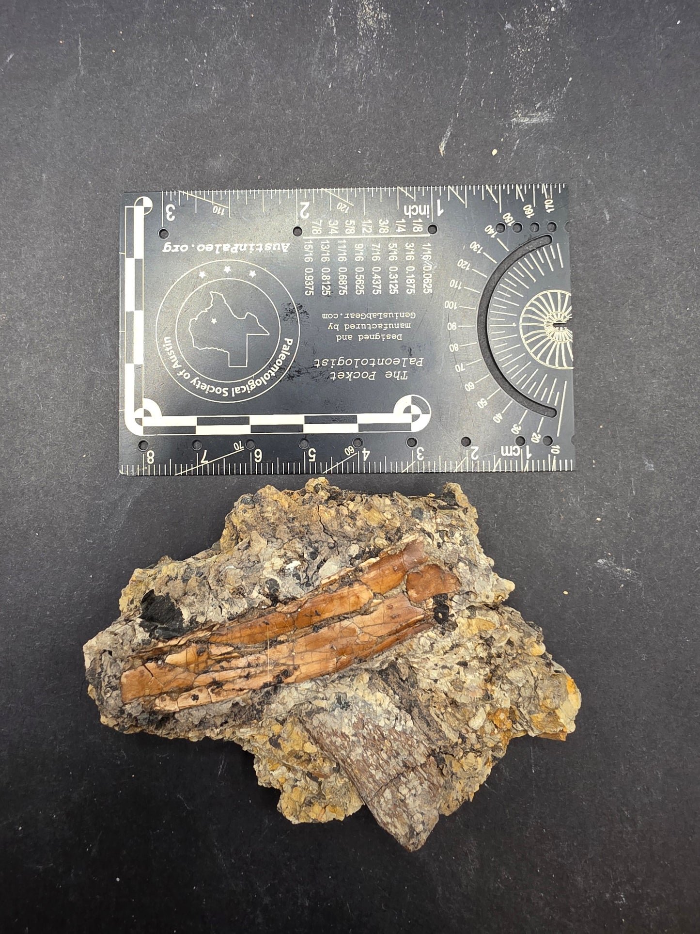 Pterosaur Bone-Texas