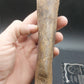 Plesiosaur Femur-Texas