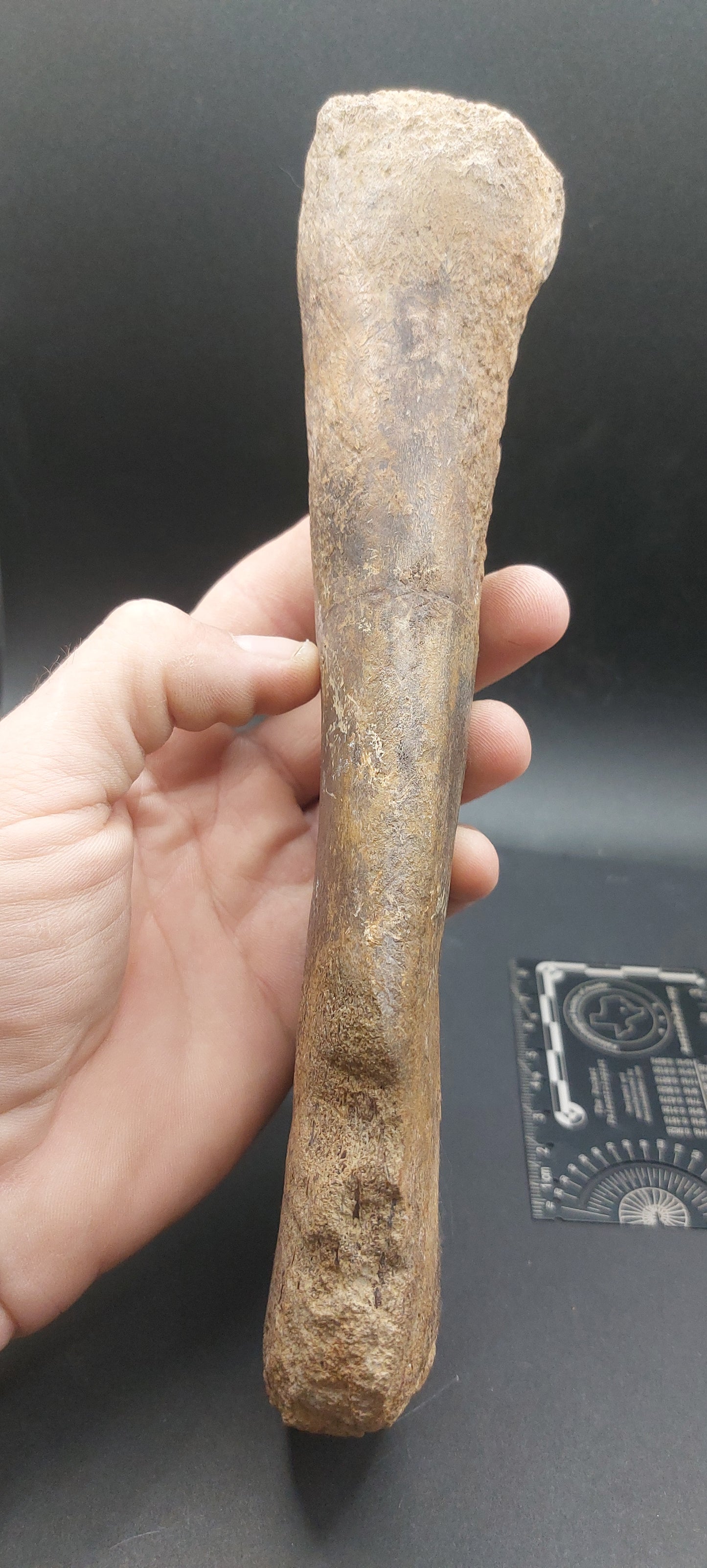 Plesiosaur Femur-Texas