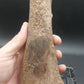 Plesiosaur Femur-Texas