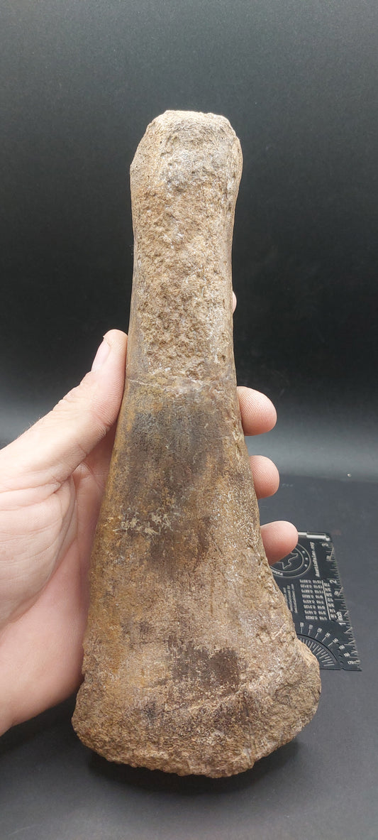 Plesiosaur Femur-Texas