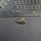 Thescelosaurus Tooth-Montana 02