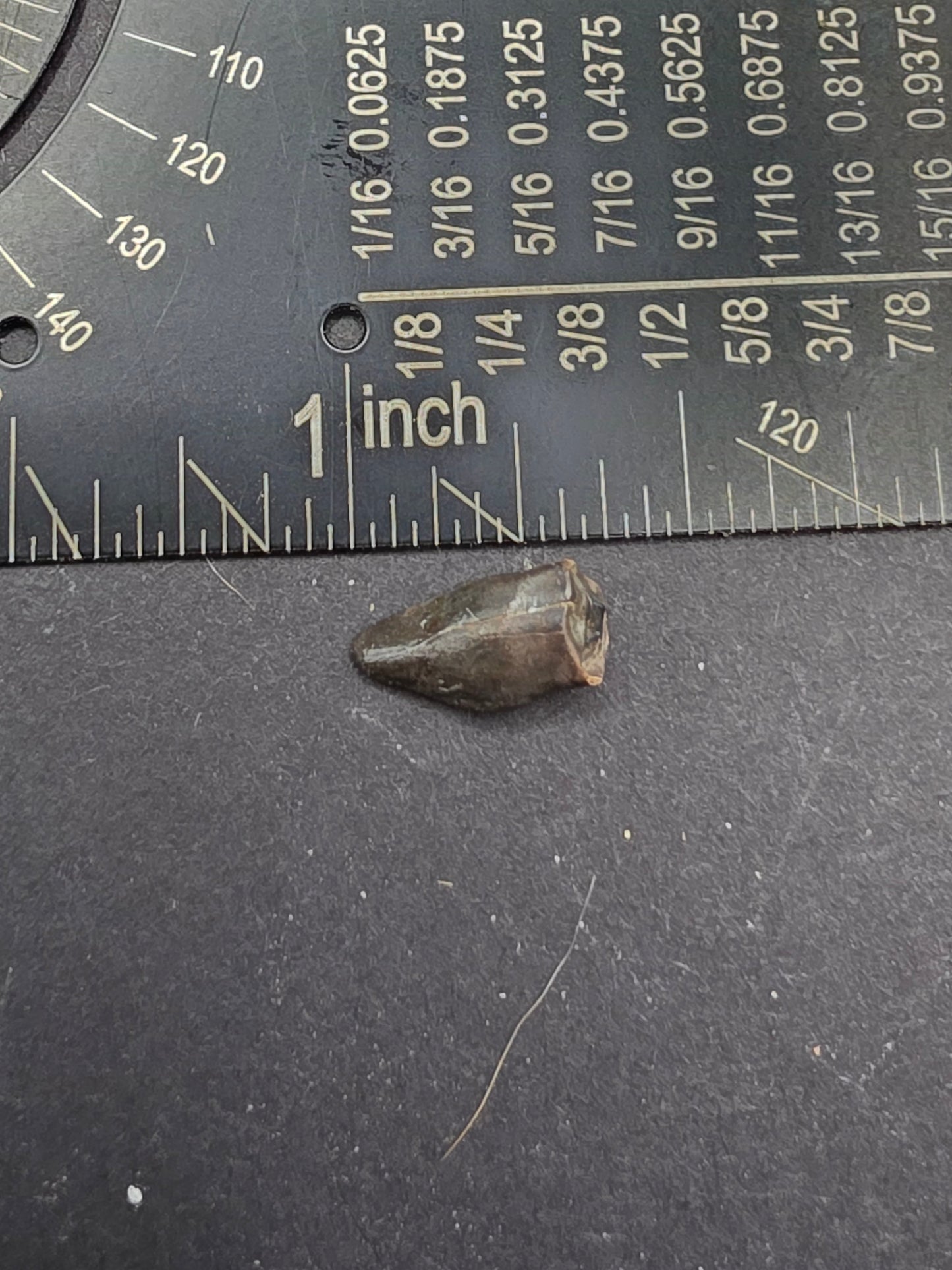 Thescelosaurus Tooth-Montana 02
