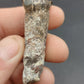 Coryphodon sp. Tooth-Wyoming 05