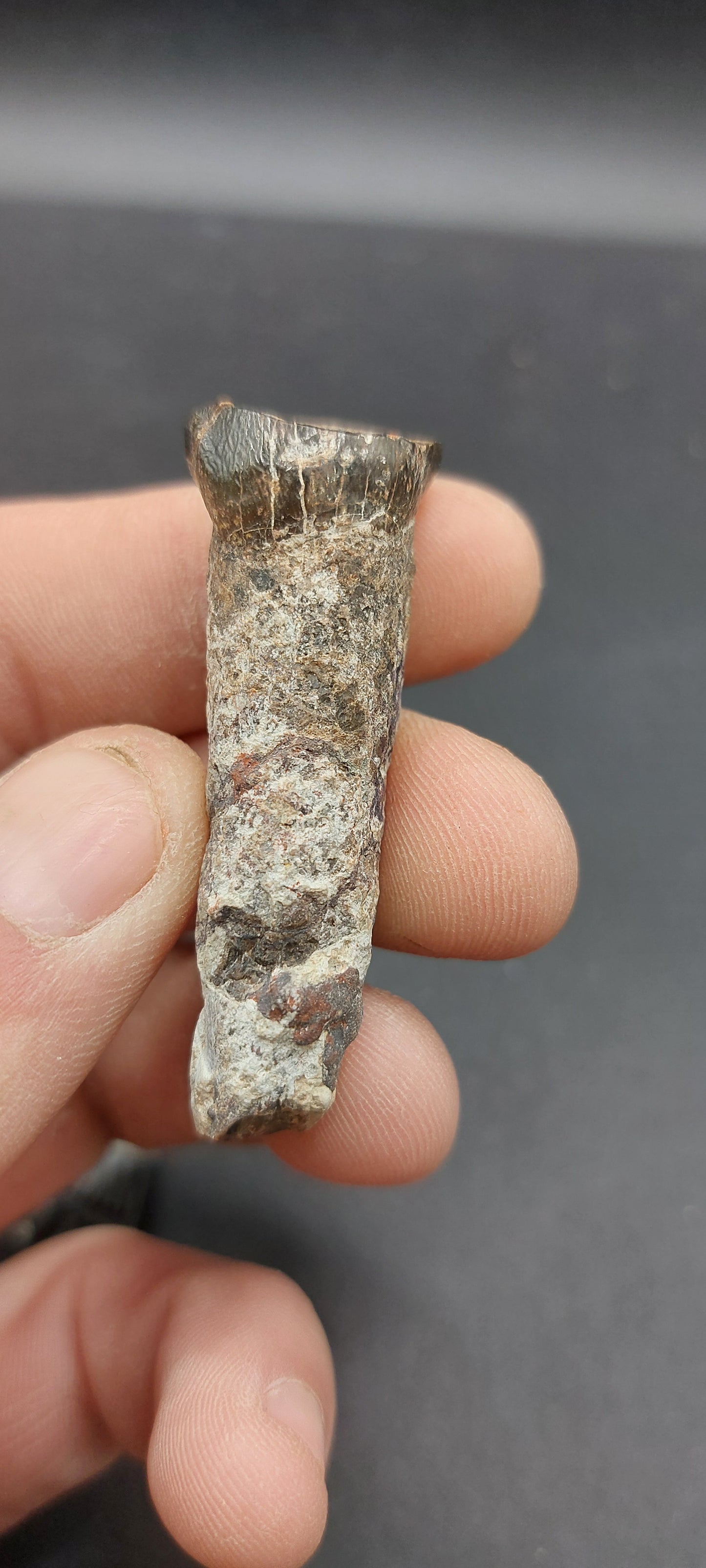 Coryphodon sp. Tooth-Wyoming 05
