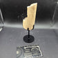 Partial Triceratops Rib on Stand-Montana 02
