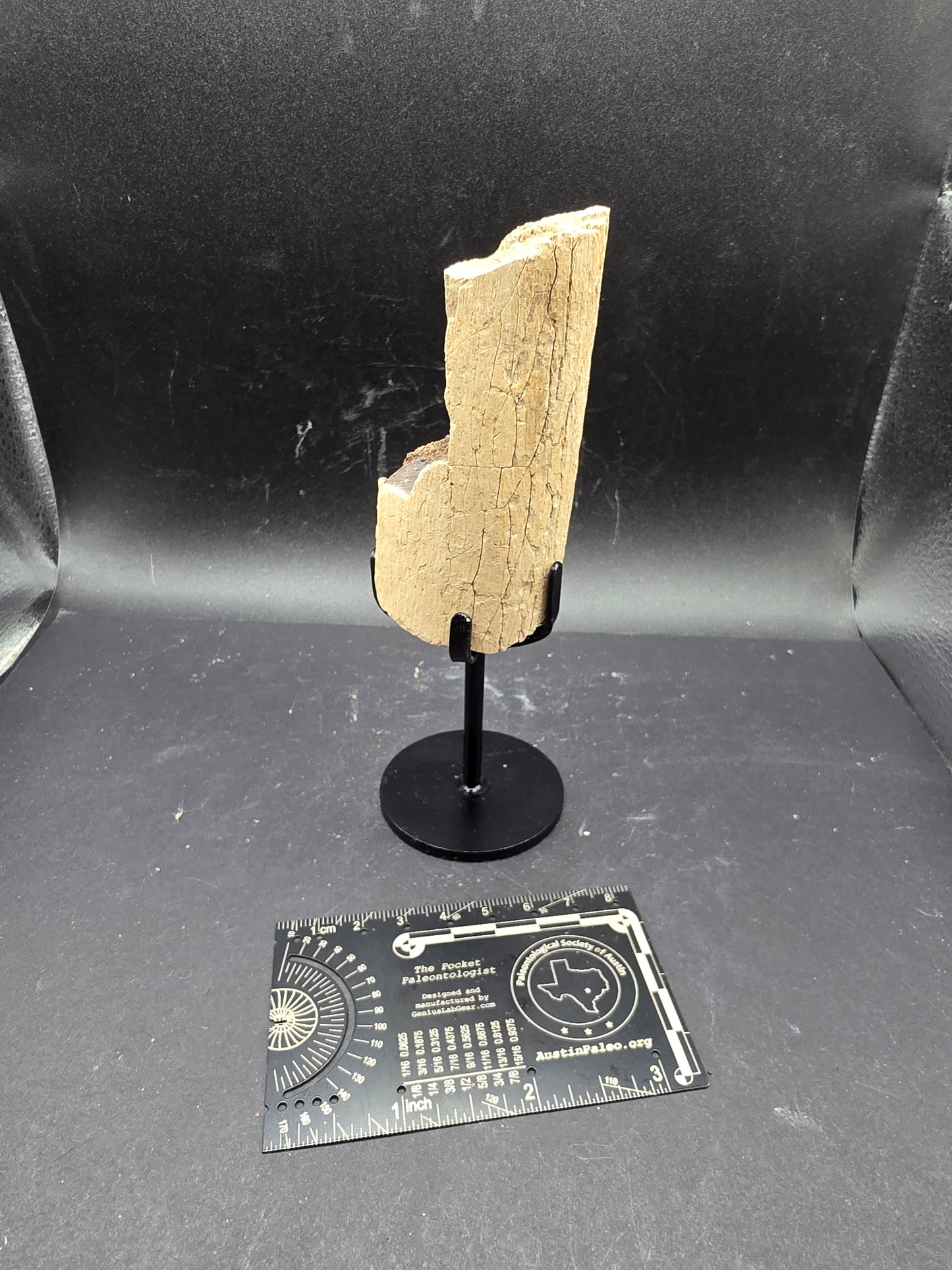 Partial Triceratops Rib on Stand-Montana 02