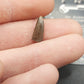 Paronychodon sp. Tooth-Montana