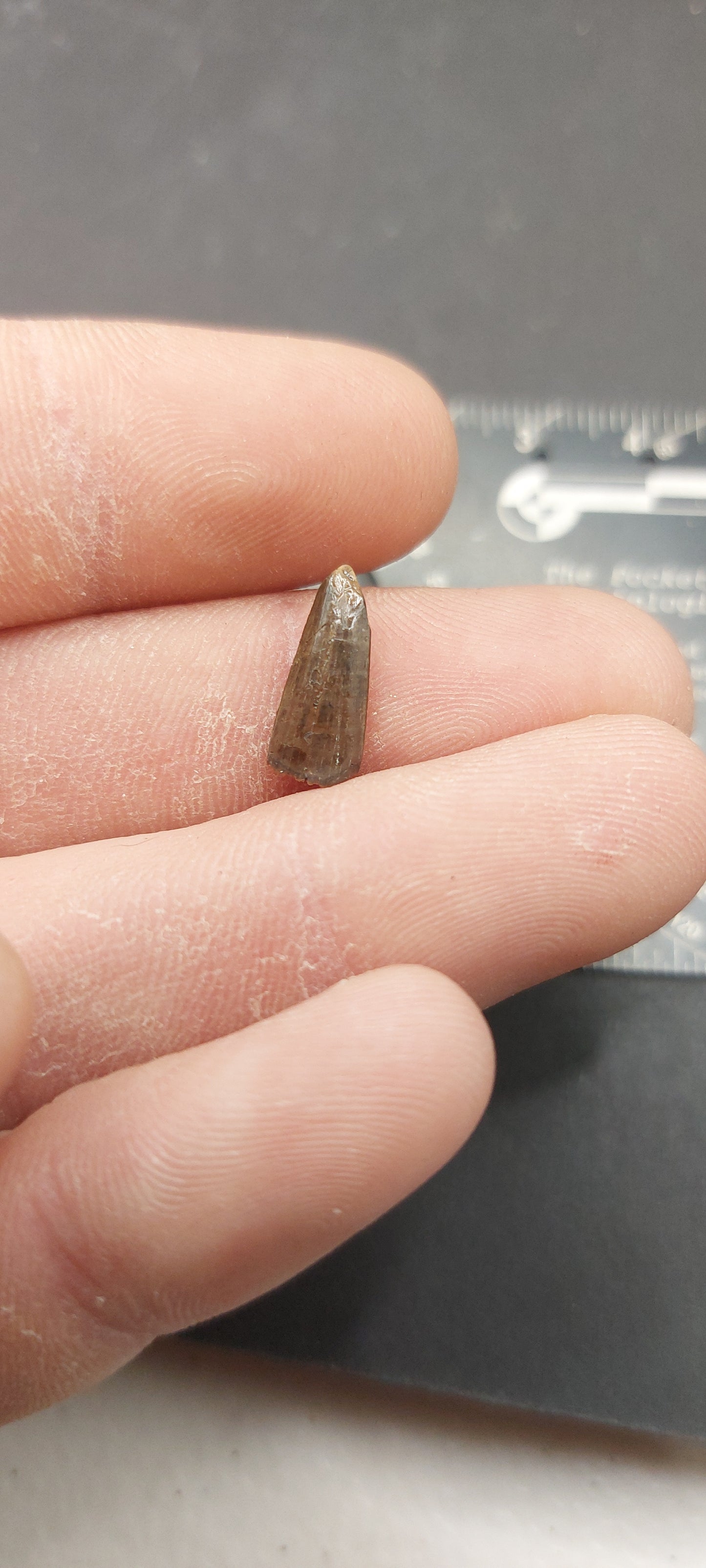 Paronychodon sp. Tooth-Montana