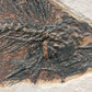 Priscacara serrata-Wyoming