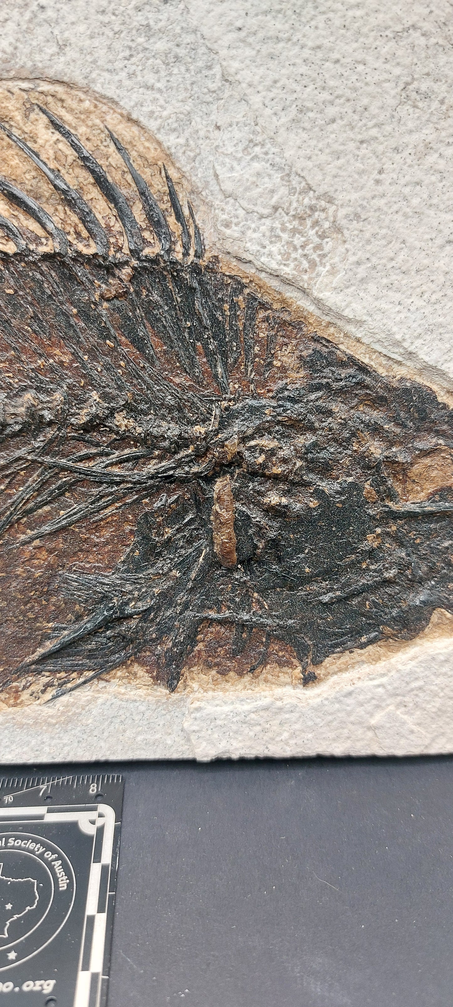 Priscacara serrata-Wyoming