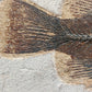 Priscacara serrata-Wyoming