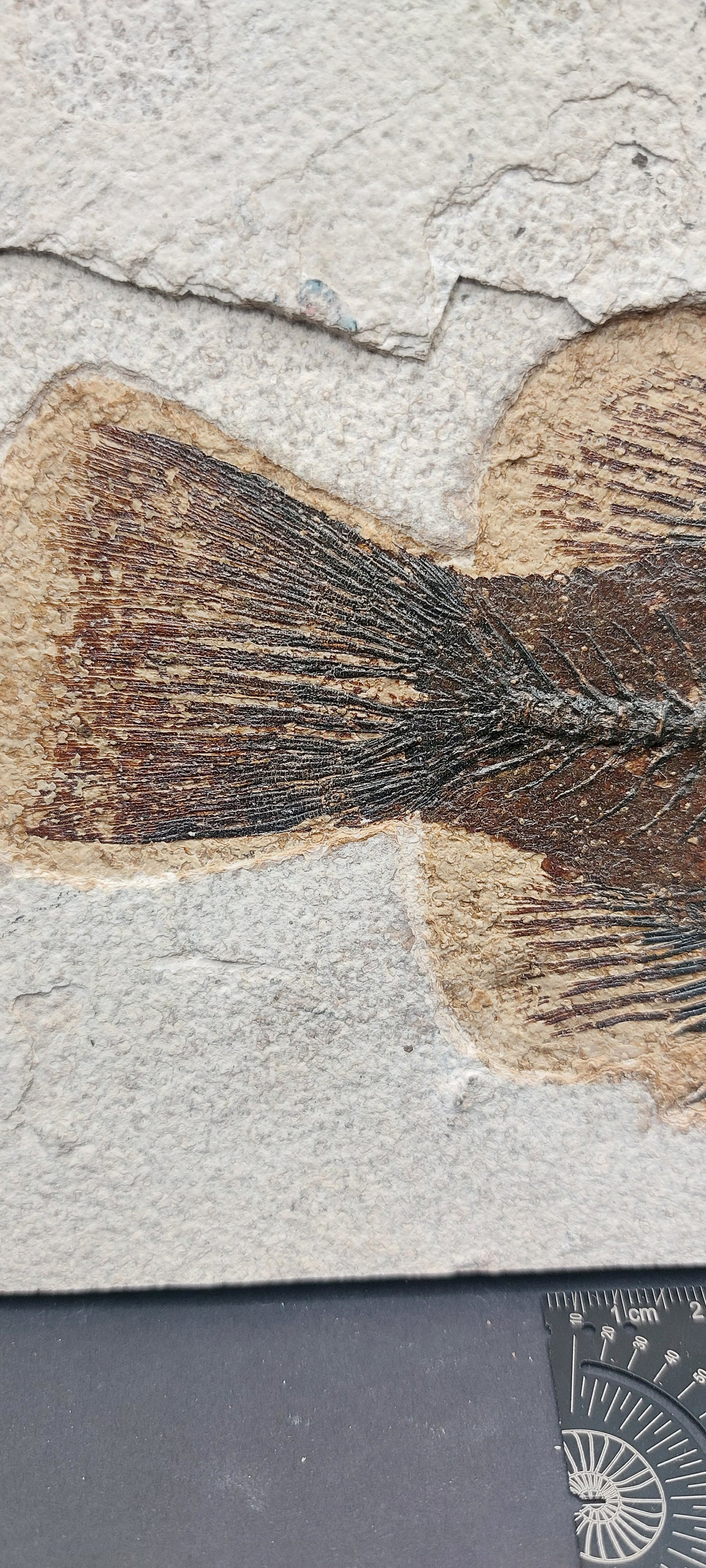 Priscacara serrata-Wyoming