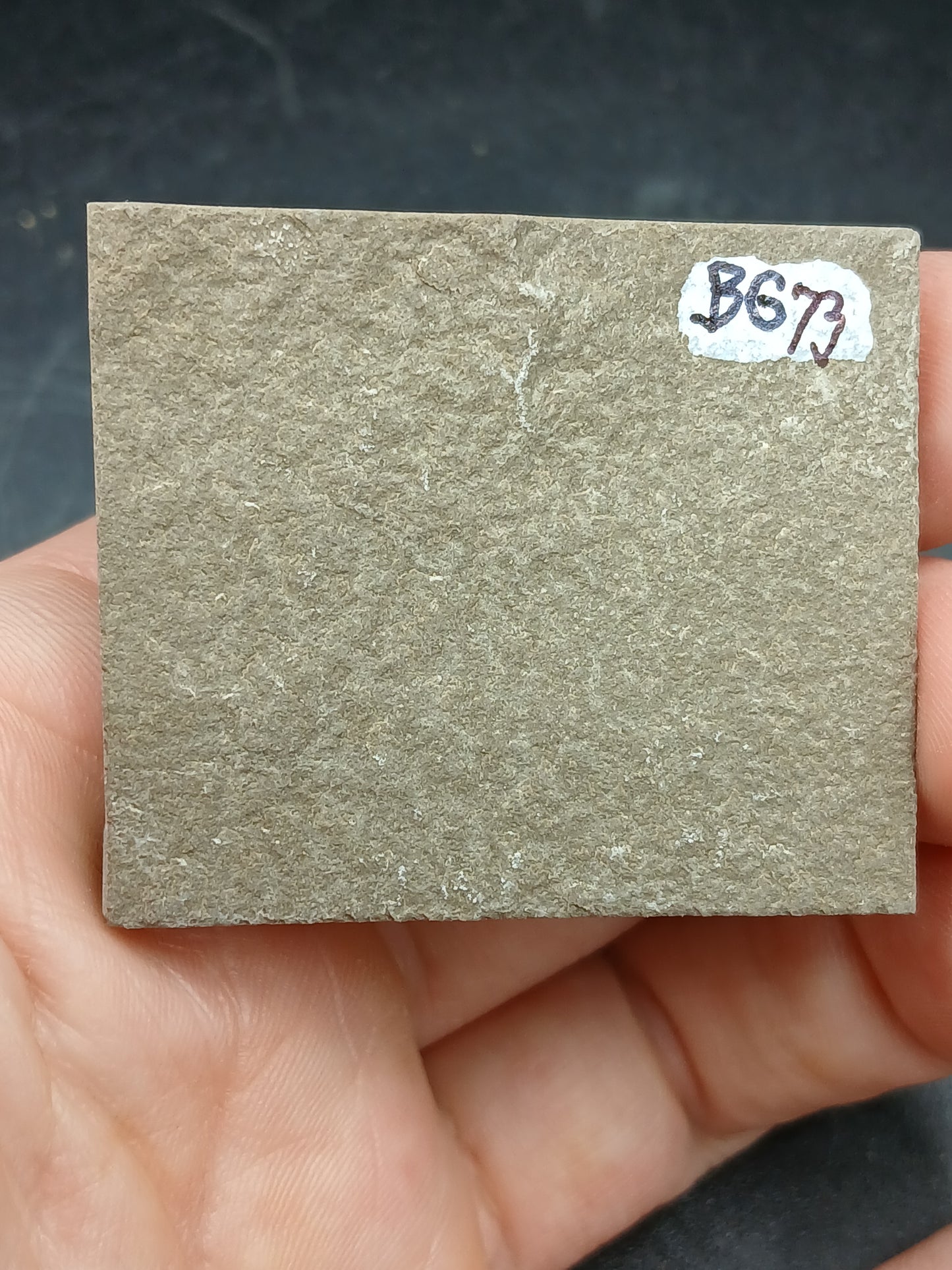 Anthracoceras beargulchensis-Montana-BG73