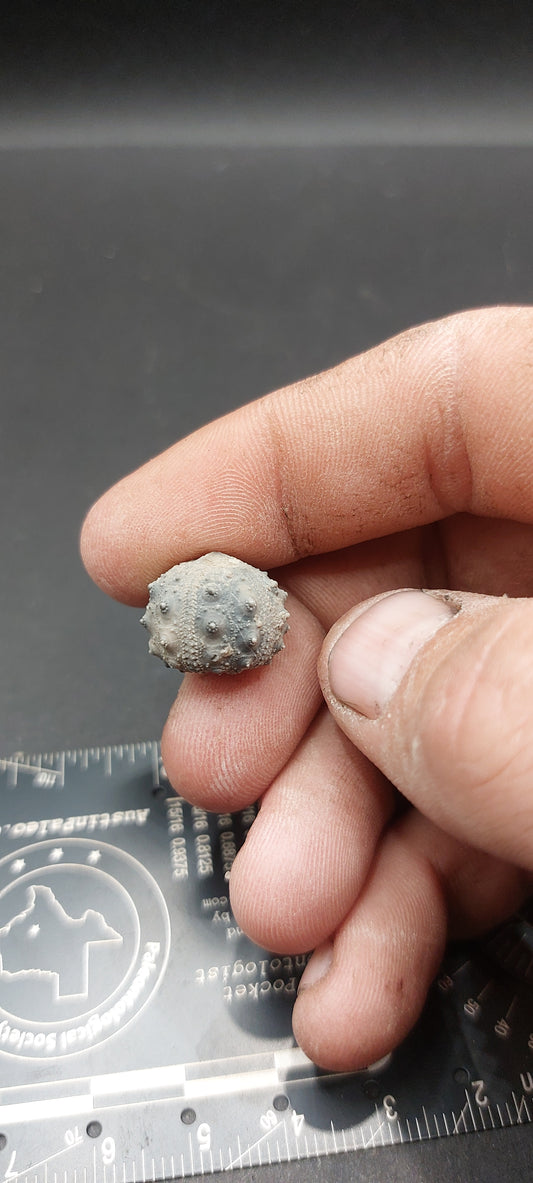 Goniophorus sp.-Texas 02