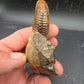 Discoscaphites sp.-South Dakota