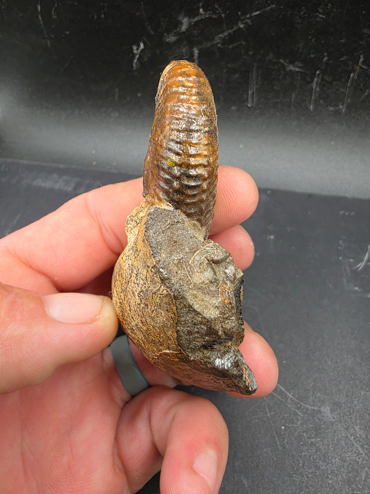 Discoscaphites sp.-South Dakota