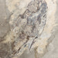 Falcatus falcatus-Female-Montana