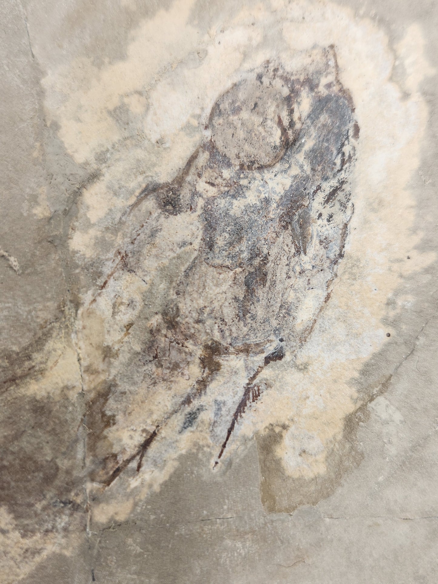 Falcatus falcatus-Female-Montana