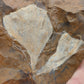 Ginkgo cranei-North Dakota 02