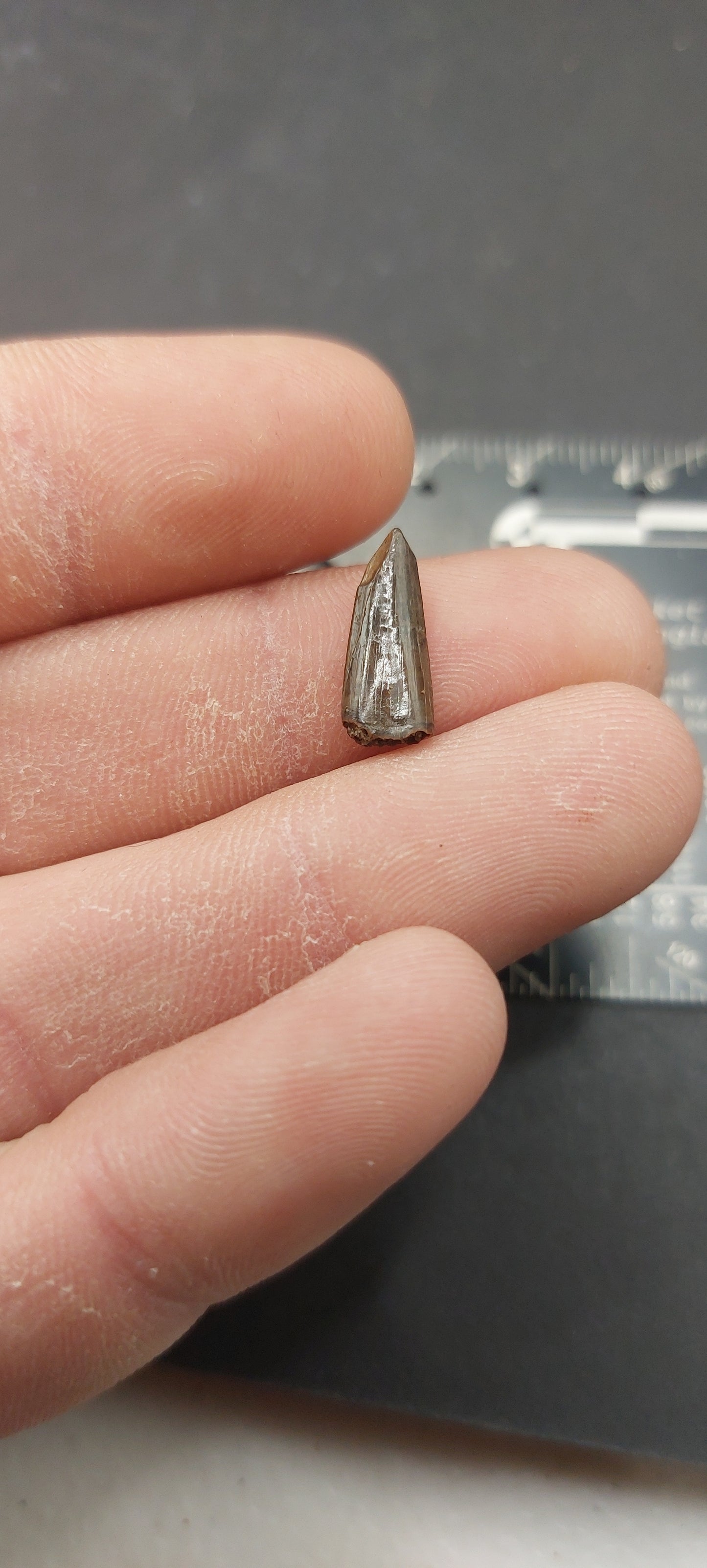 Paronychodon sp. Tooth-Montana