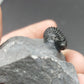Gerastos sp.-Morocco 04