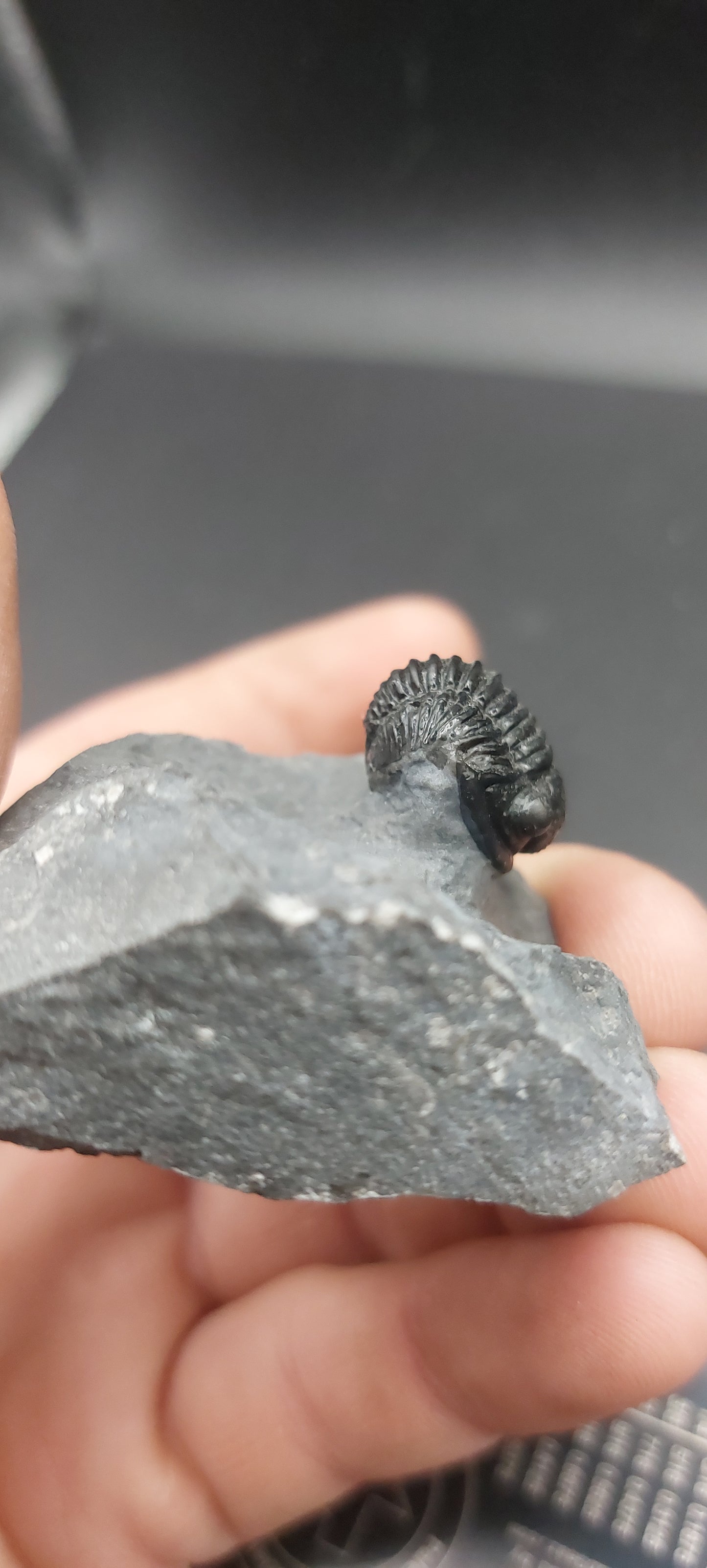 Gerastos sp.-Morocco 04