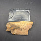 Partial Triceratops Rib on Stand-Montana 01