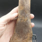 Plesiosaur Femur-Texas