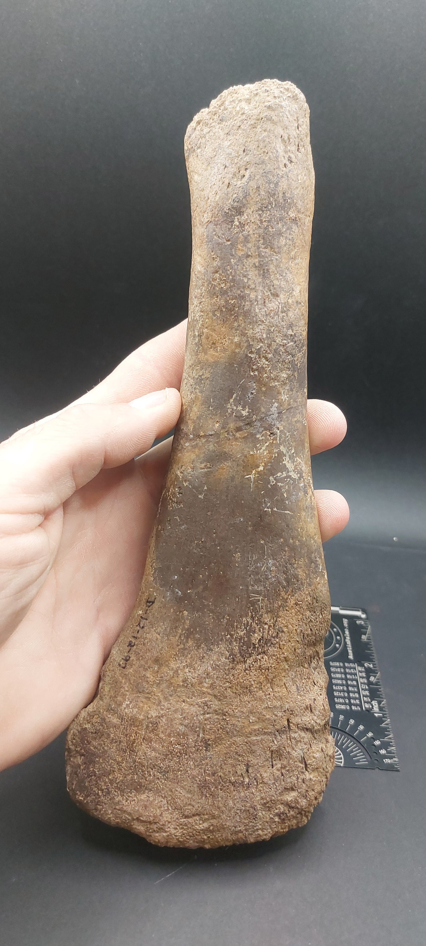 Plesiosaur Femur-Texas