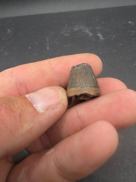 Deinosuchus riograndensis Tooth-Texas 04