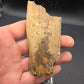 Partial Triceratops Rib on Stand-Montana 01