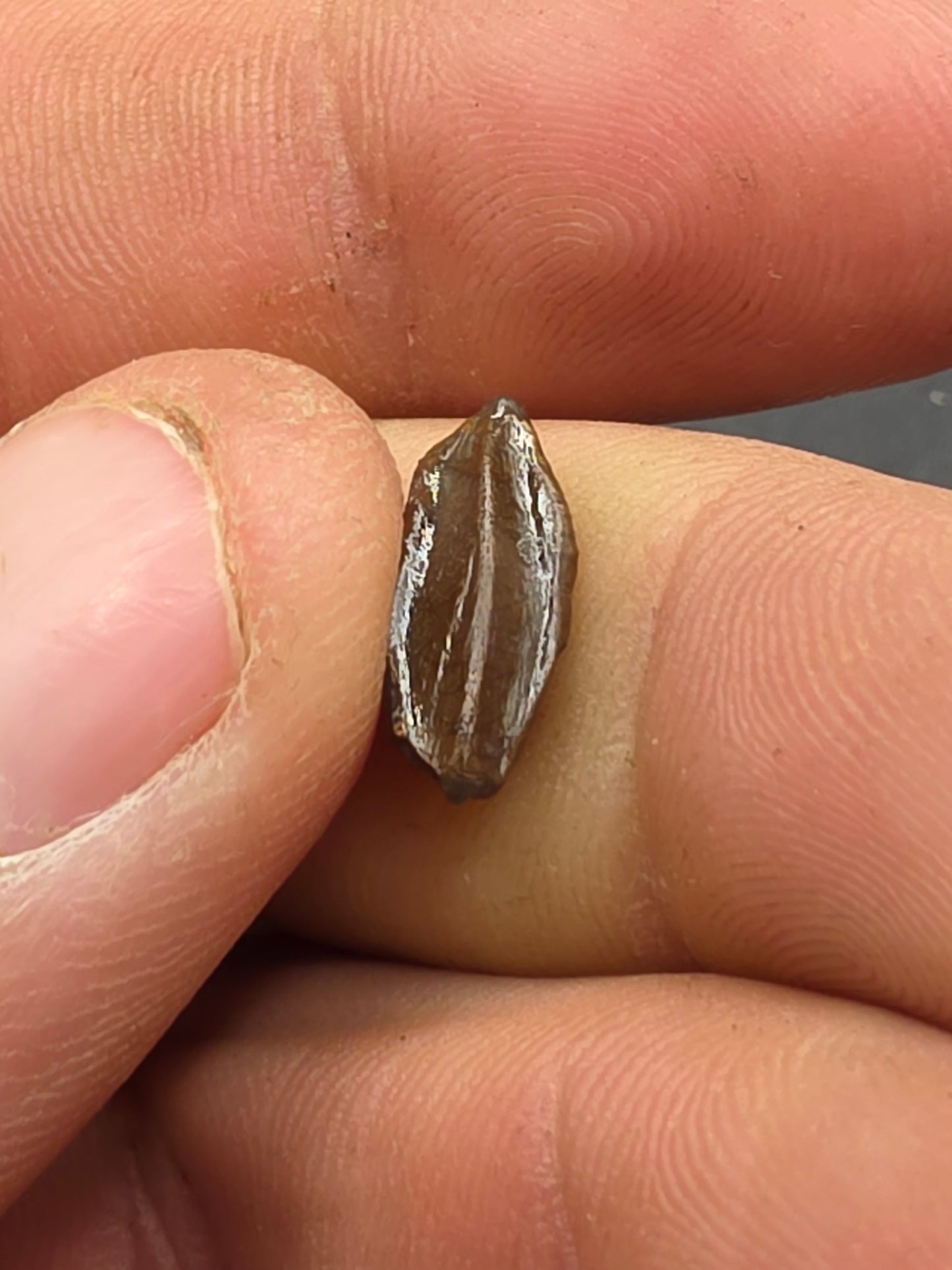 Hadrosaur Unerupted Tooth-Montana 01