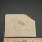 Ammonite Aptychus-Germany 002