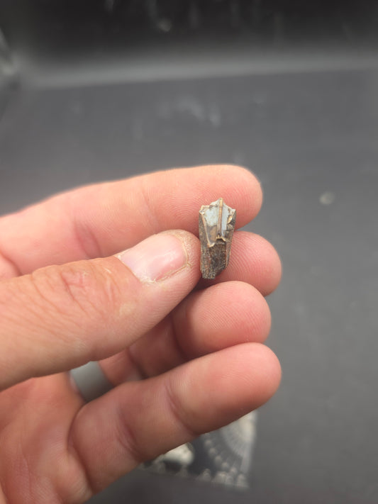 Hadrosaur Tooth-Texas 01