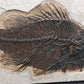 Priscacara serrata-Wyoming