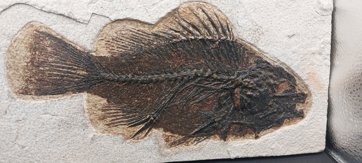 Priscacara serrata-Wyoming
