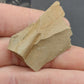 Metasequoia Leaf-Montana 07