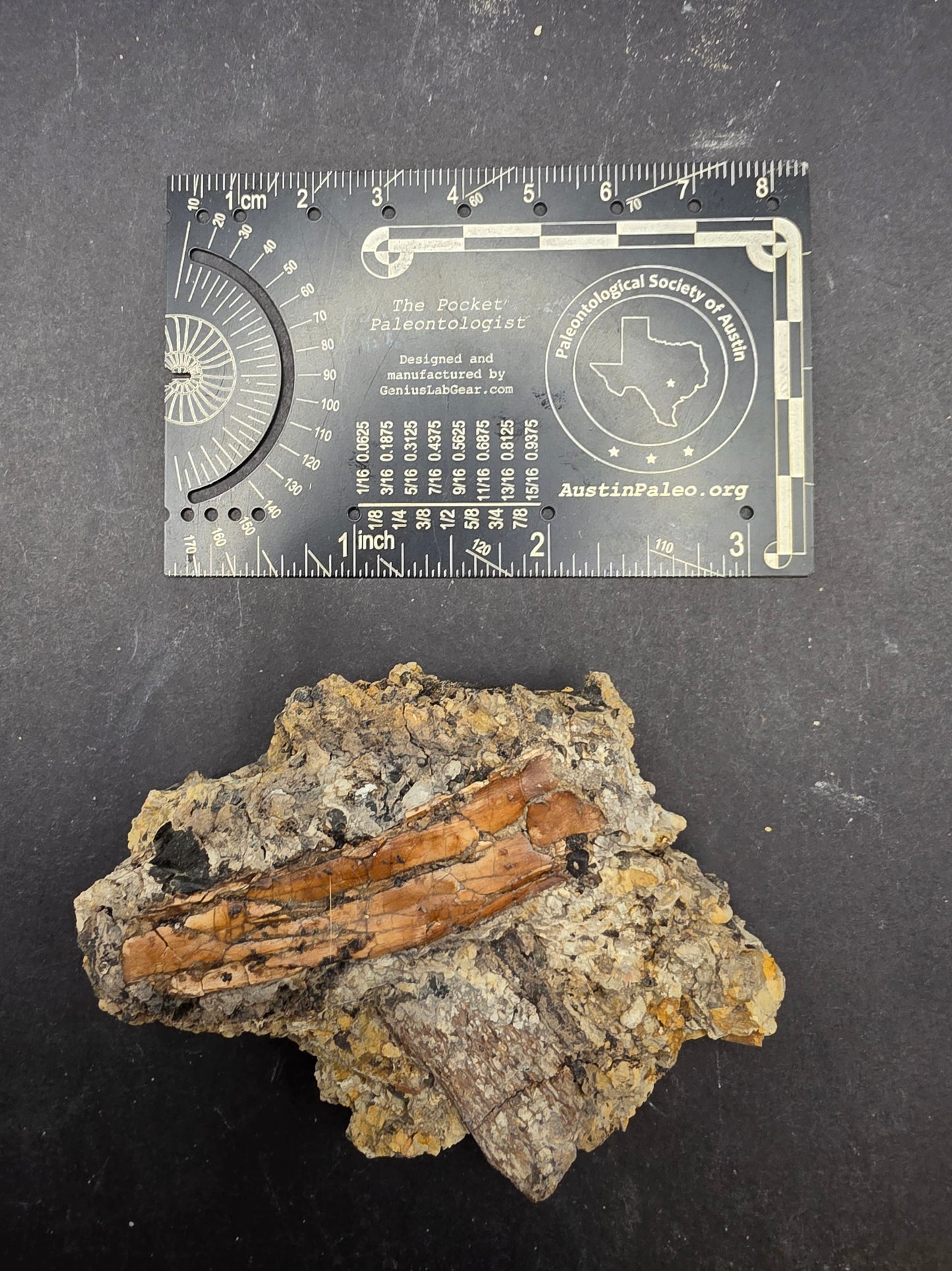 Pterosaur Bone-Texas