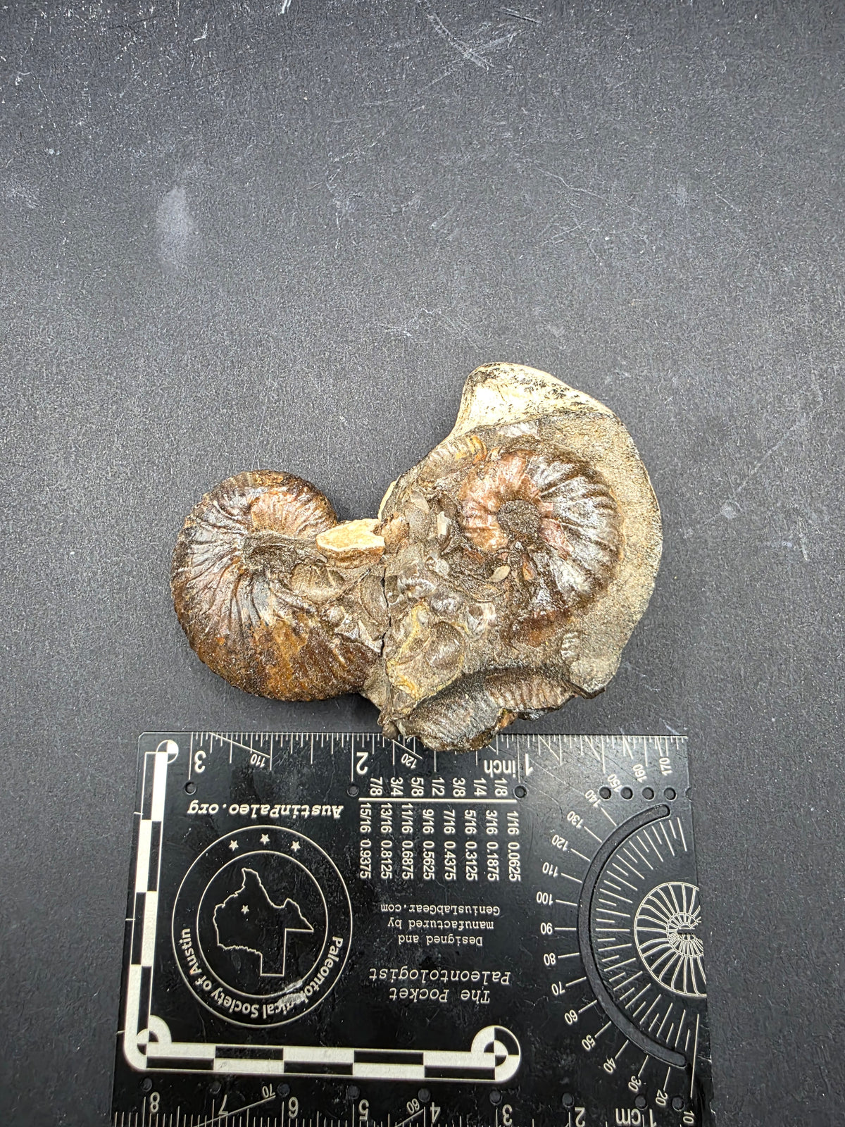 Discoscaphites sp.-South Dakota