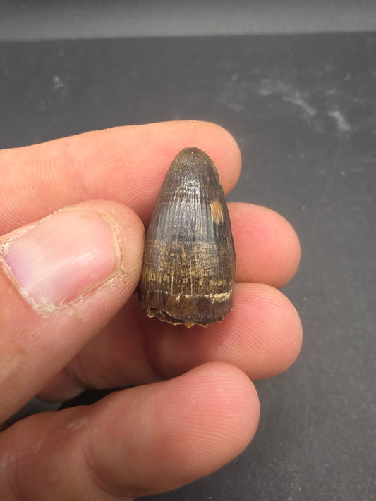Deinosuchus riograndensis Tooth-Texas 02