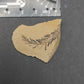 Metasequoia Leaf-Montana 08