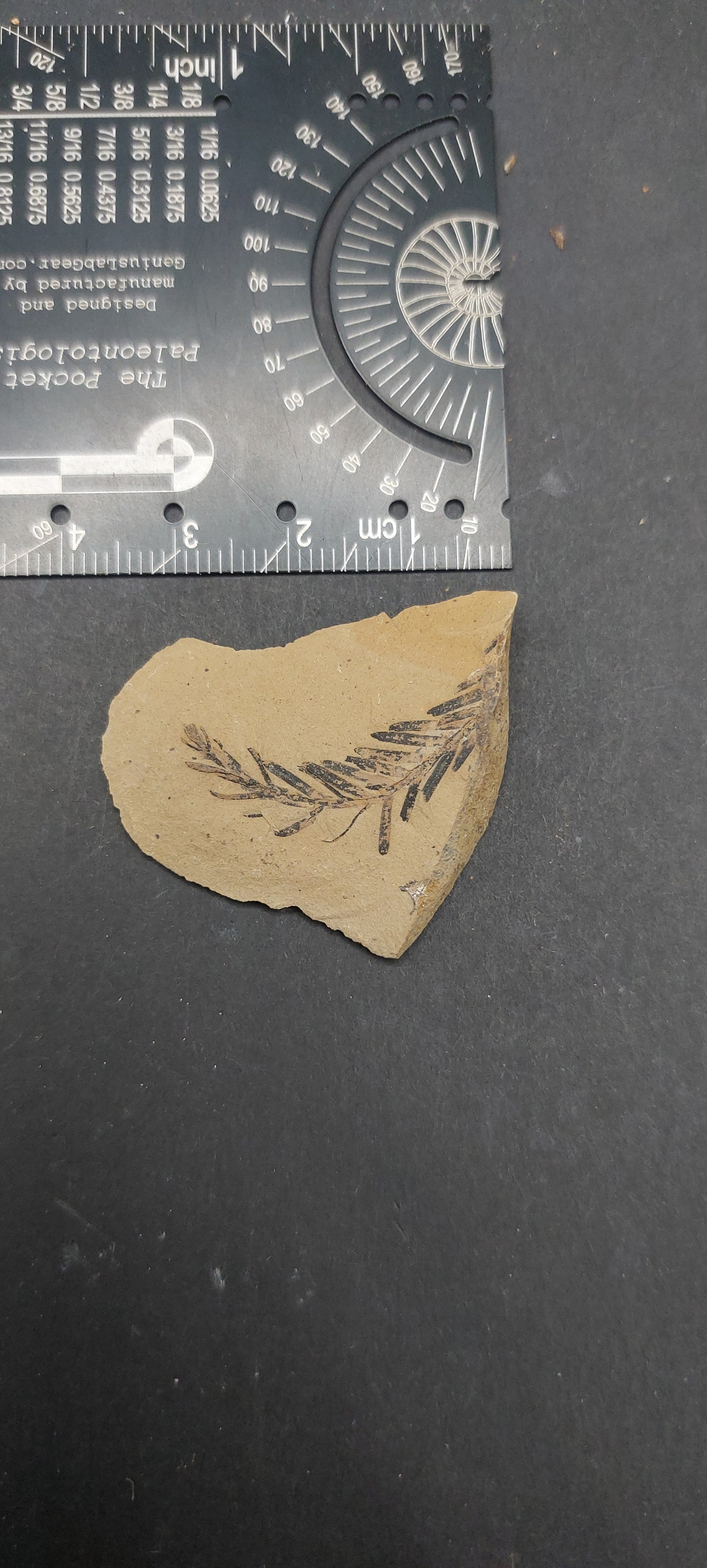 Metasequoia Leaf-Montana 08