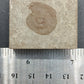 Anthracoceras beargulchensis-Montana-BG73