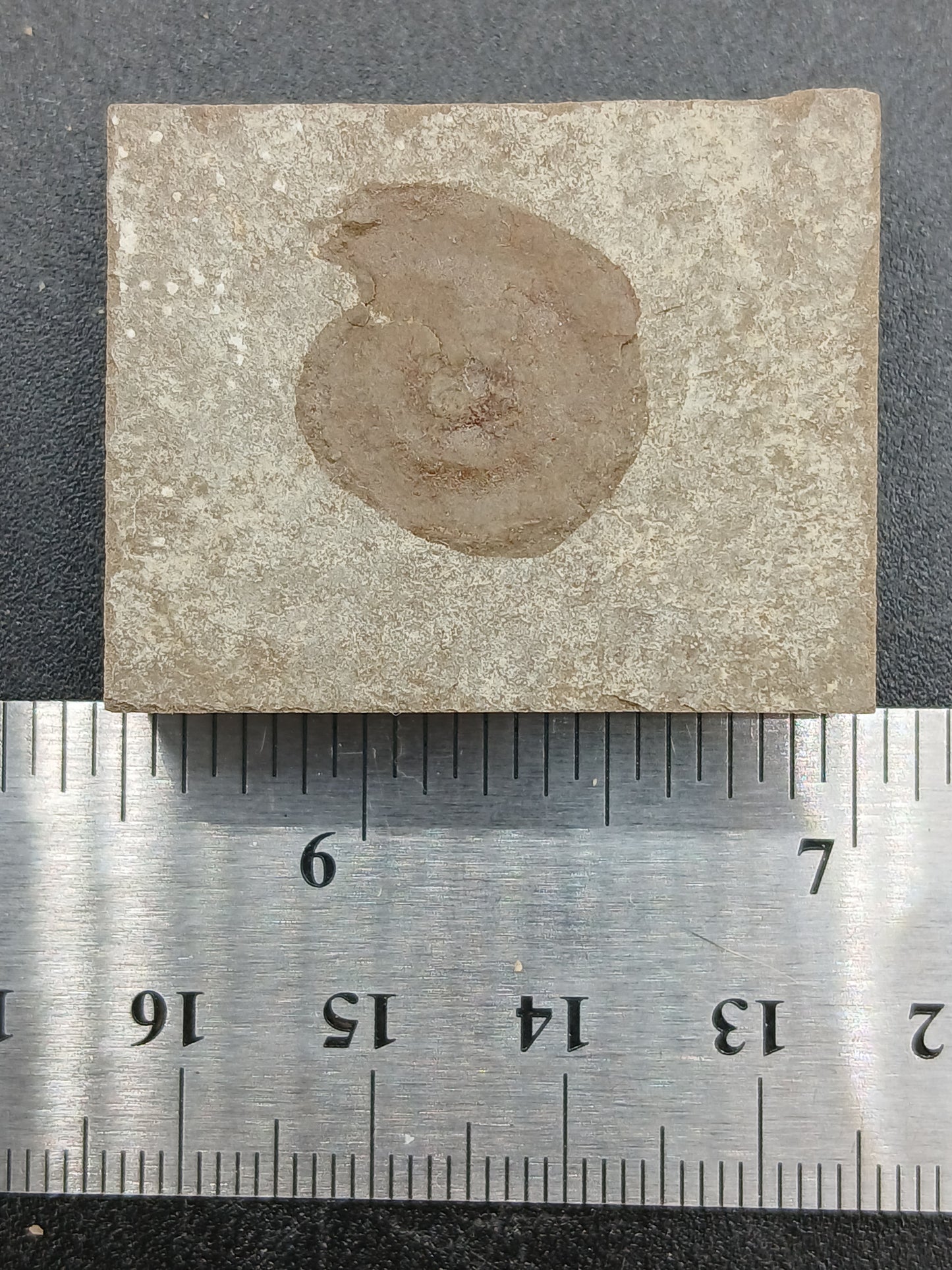 Anthracoceras beargulchensis-Montana-BG73