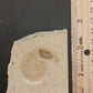 Ammonite w/ Aptychus-Germany 001