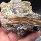 Pterosaur Bone-Texas
