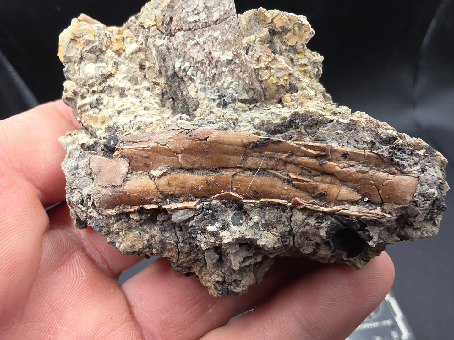 Pterosaur Bone-Texas