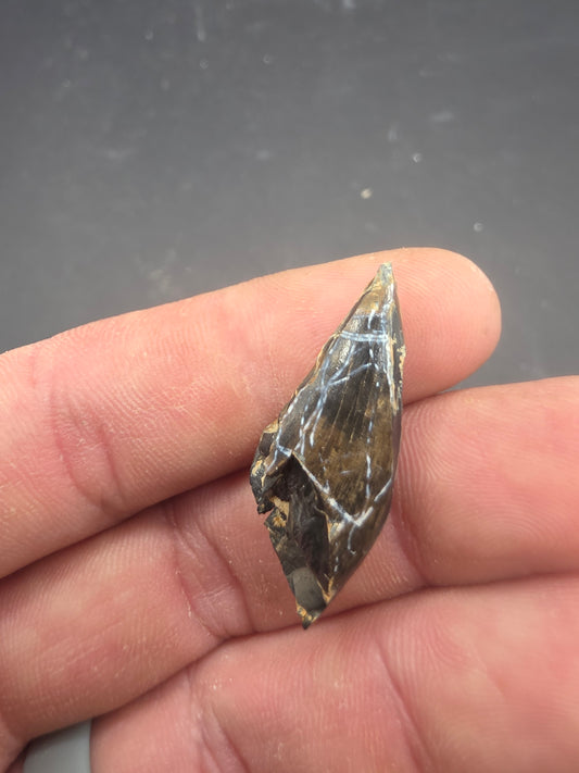 Tyrannosaurid (Teratophoneus?) Tooth-Texas 01